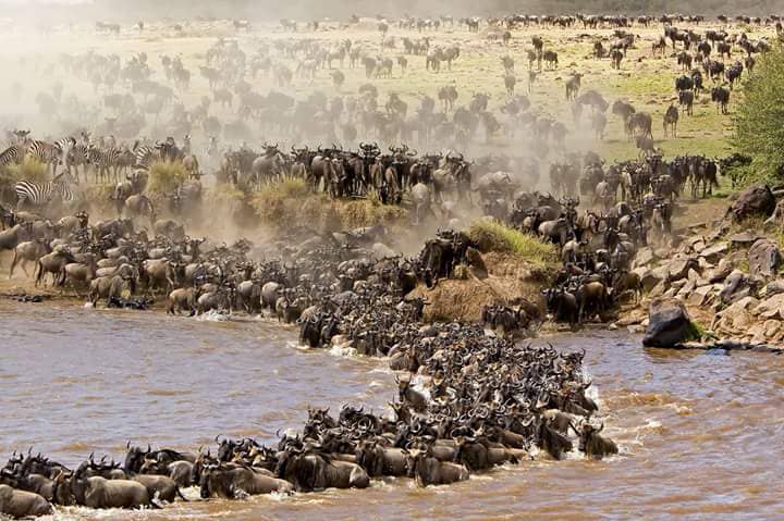 7 Days Serengeti Wildebeest Migration